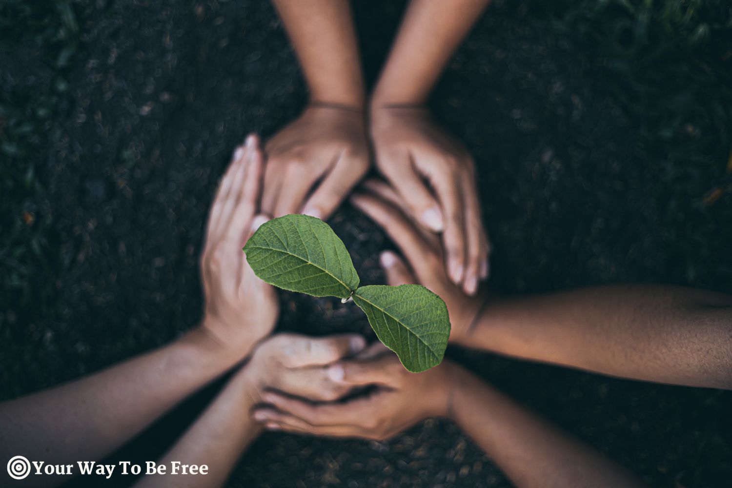 Save to Library Download Preview Preview Crop Find Similar File #: 633387645 People holding young plant in hands. Earth day ecology concept. Unity of people in their hands protecting small sprout. Birth of a new life, protection of nature and environment. Simple Solutions for a Sustainable Lifestyle: Everyday Eco-Friendly Practices